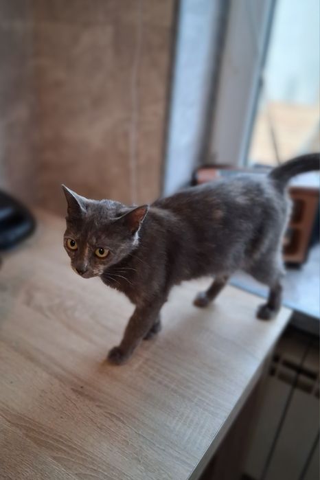 Piękna Migotka wyrzucona do rowu, szuka swojego człowieka