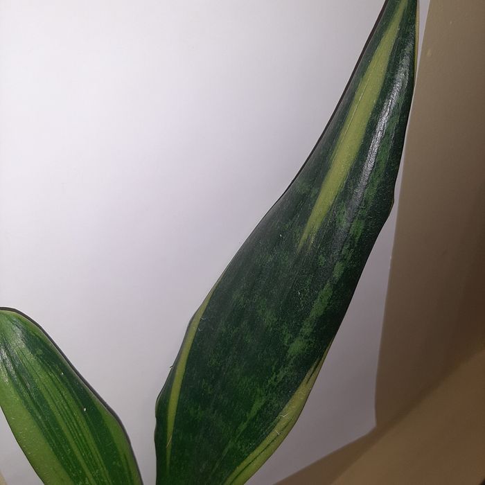 S. Golden Flame, golden flame