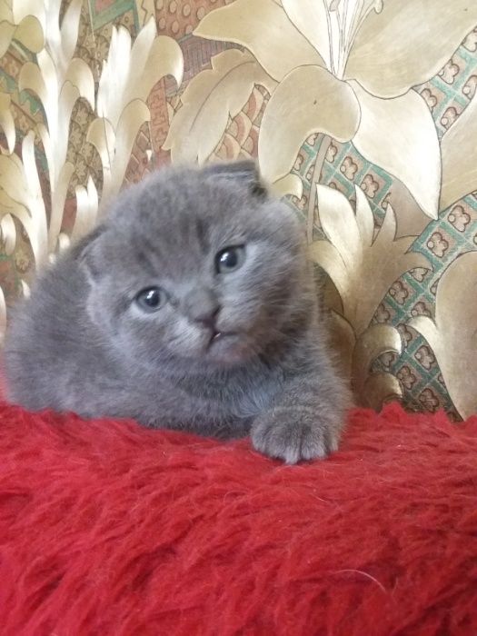 Шотландский котик скоттиш страйт для вязки