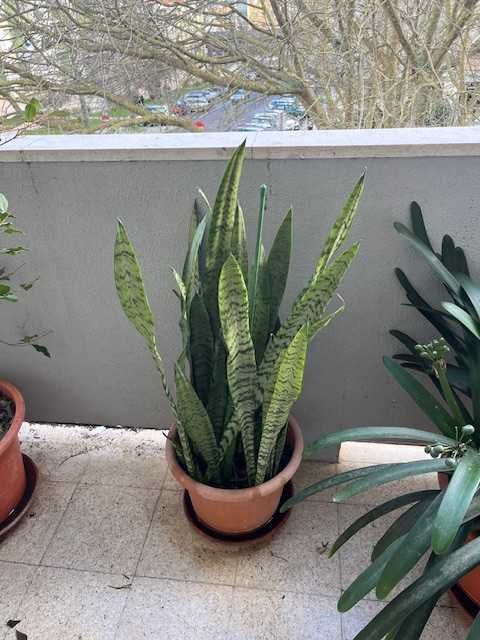 Espada-de-São-Jorge