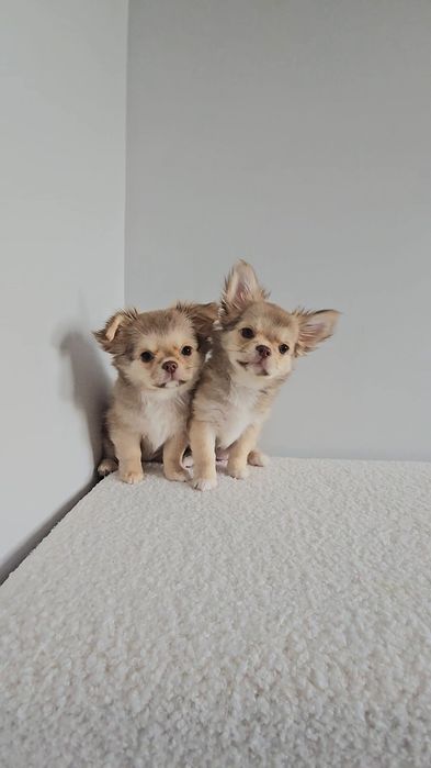 Adel *chocolate & sable