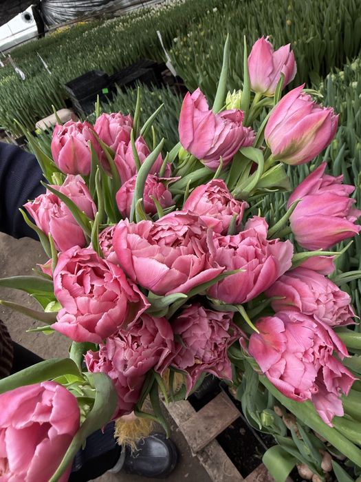 Квіти Оптом !приймаємо замовлення до 8 березня!