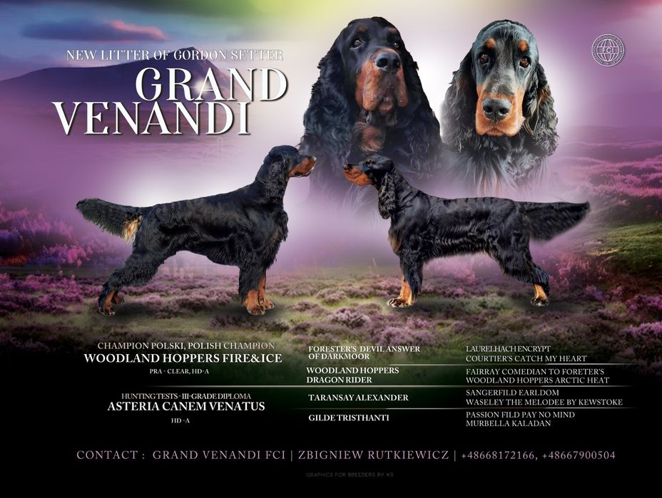 Seter szkocki gordon ZKwP