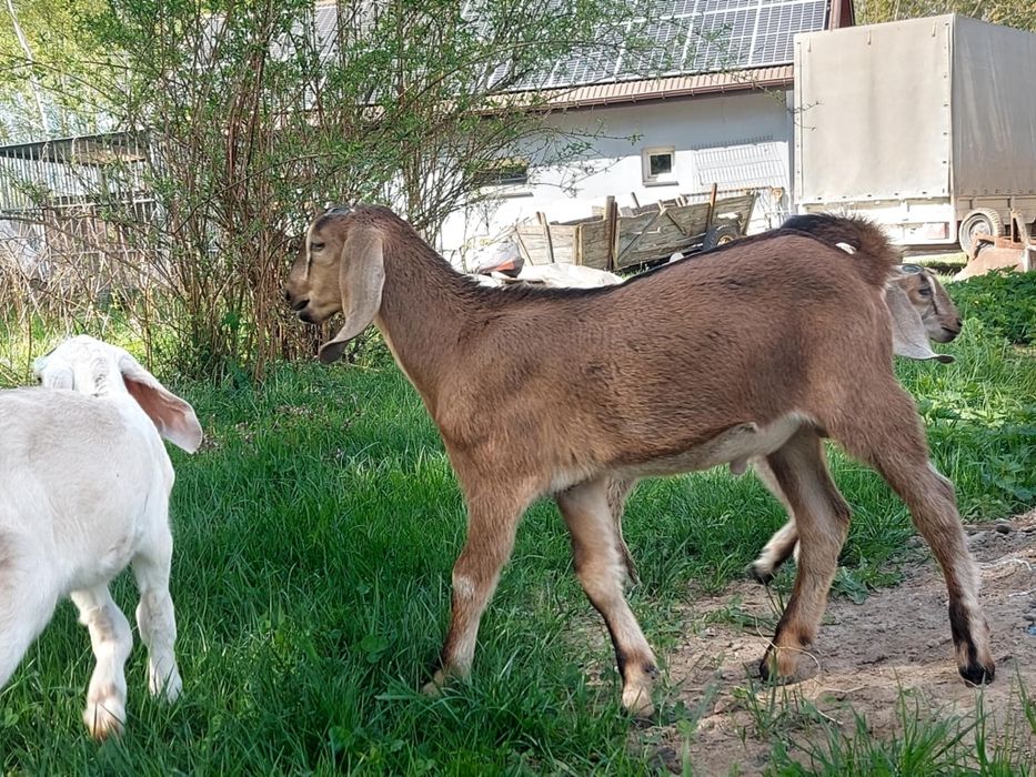 Kozy Kózki Anglonubijske koziołki małe duże