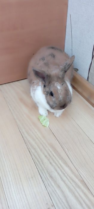 Декоративна карликова кролиця