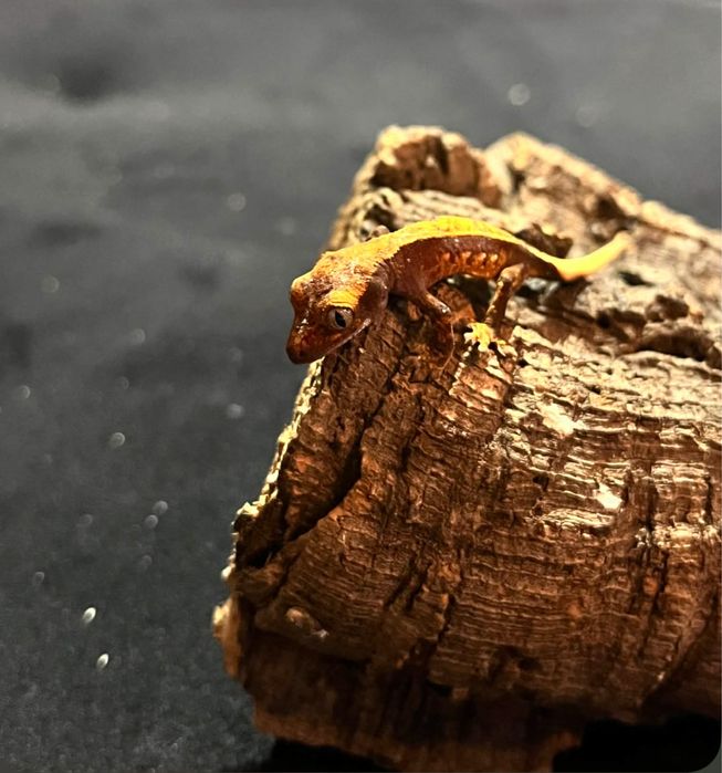 Gekon orzęsiony – 8 młodych z jednego miotu