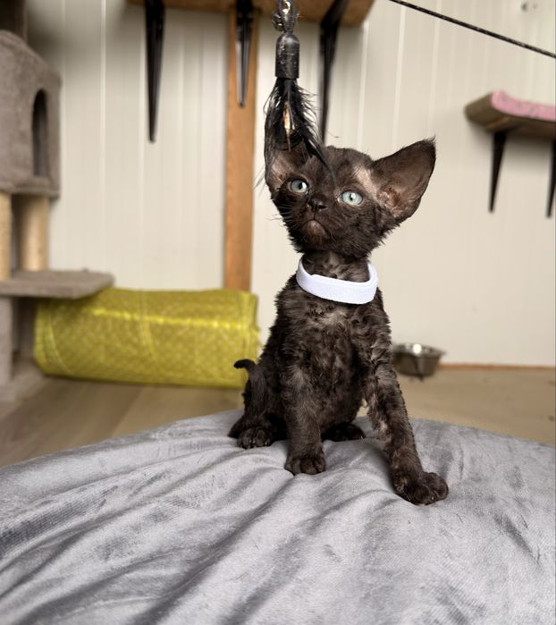 Devon rex kotek/kotka FPL