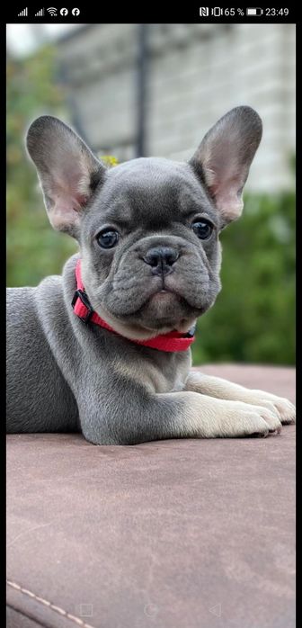 Шикарный мальчишка француз.