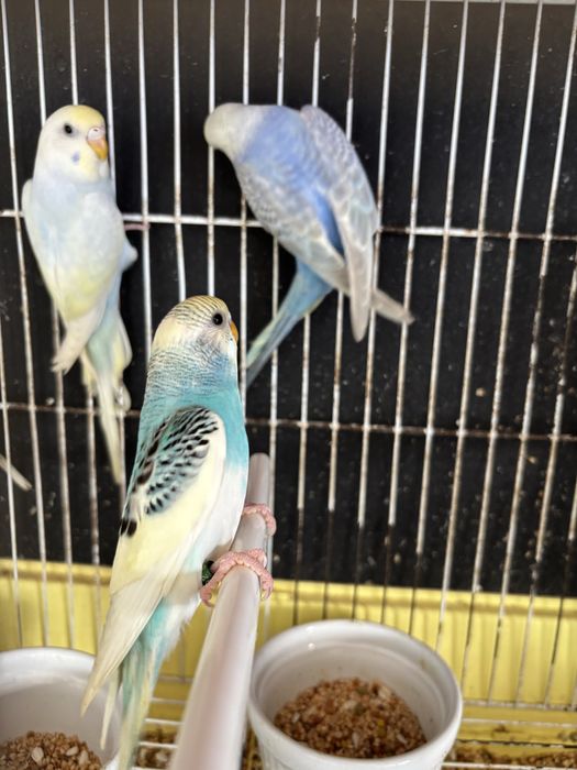 Periquitos australianos