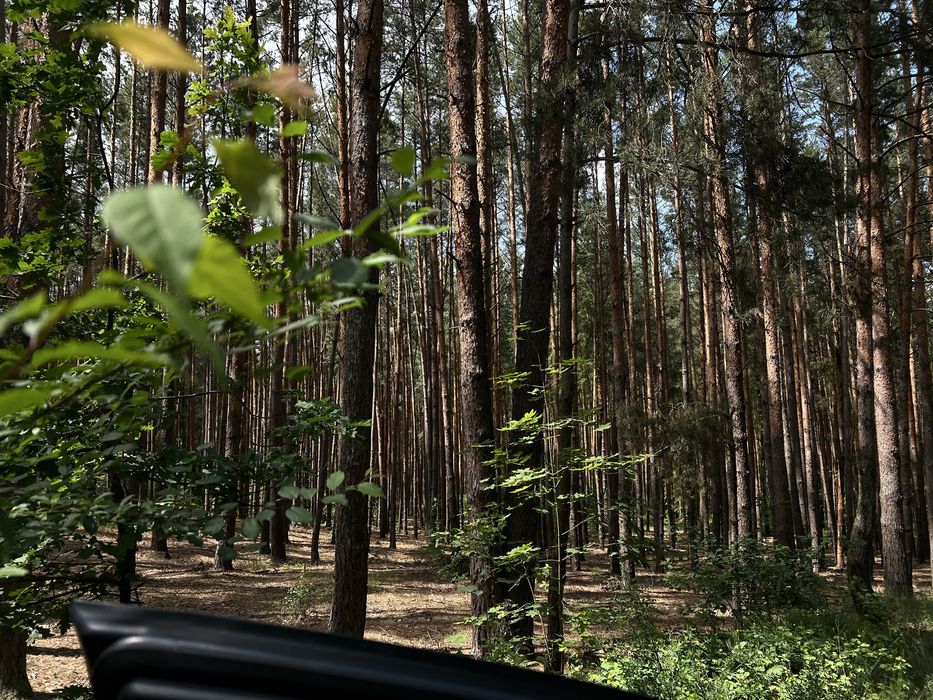 Ділянка 50сот в сосновому лісі, поруч газ та світло