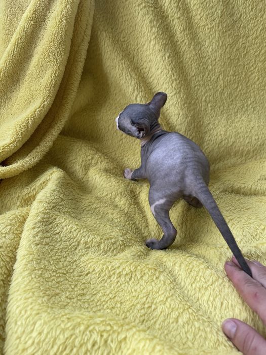 Канадсткий сфінкс Тайсон