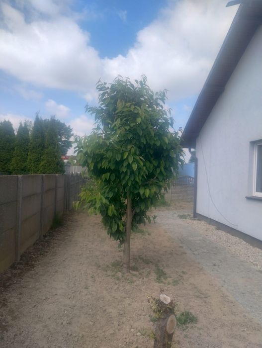 Dom na wynajem z