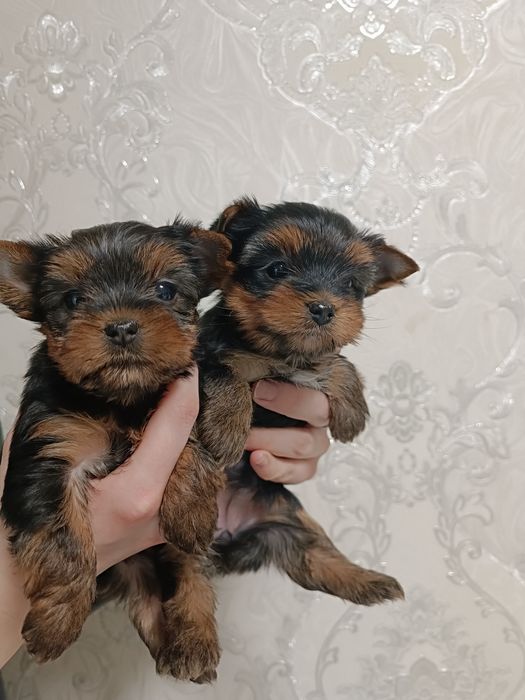 Прекрасные красоточки