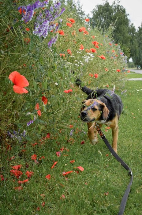 Cudowny Cezi szuka domu na zawsze