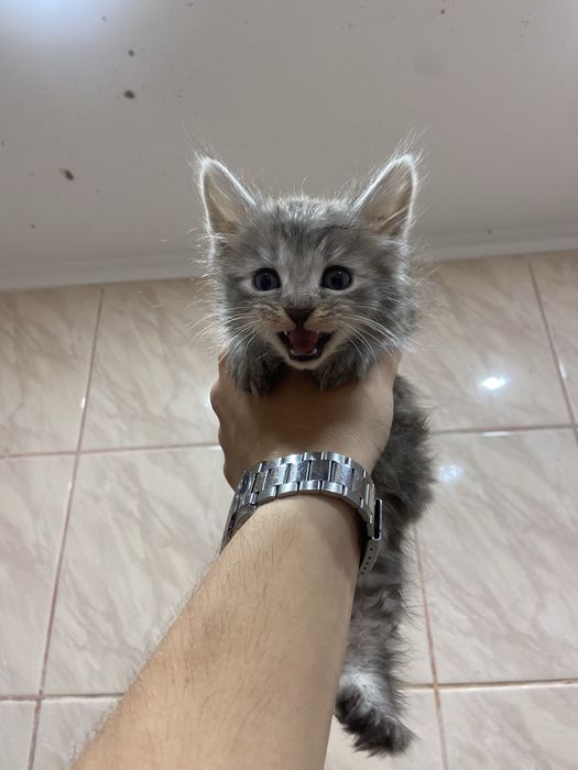 кошеня в добрі руки