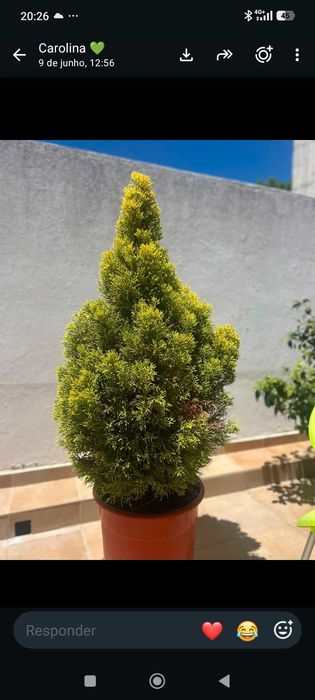 Plantas diversas