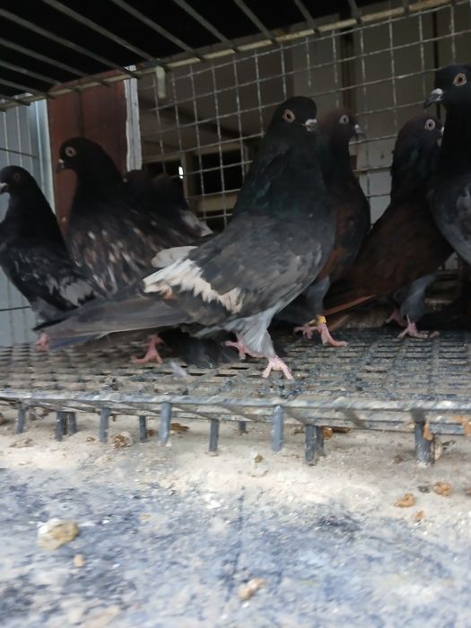 Gołębie kierowogradzkie