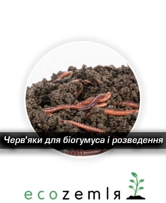 Хробаки старатель для розведення 1500 шт аналог каліфорнійському