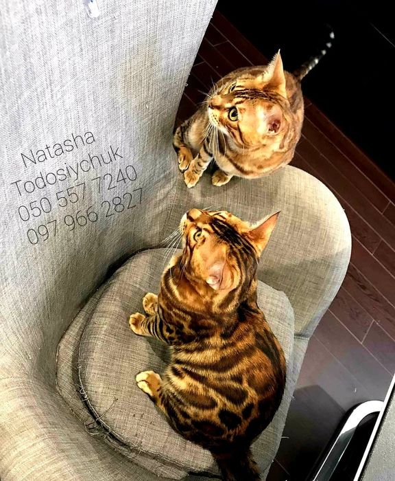 Класнючі бенгальські кошенята