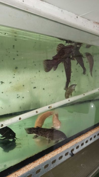 Kiryśniki czarnoplame dorosłe