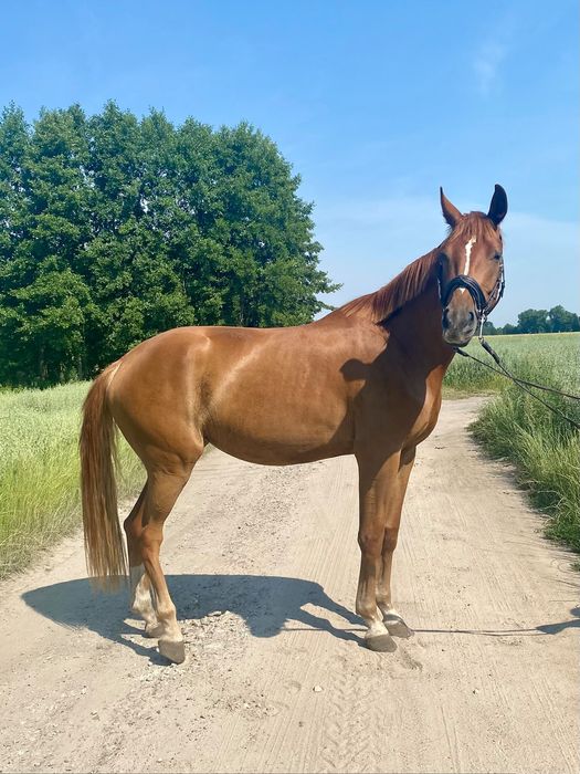 Klacz Deutsches Sportpferd 3 lata