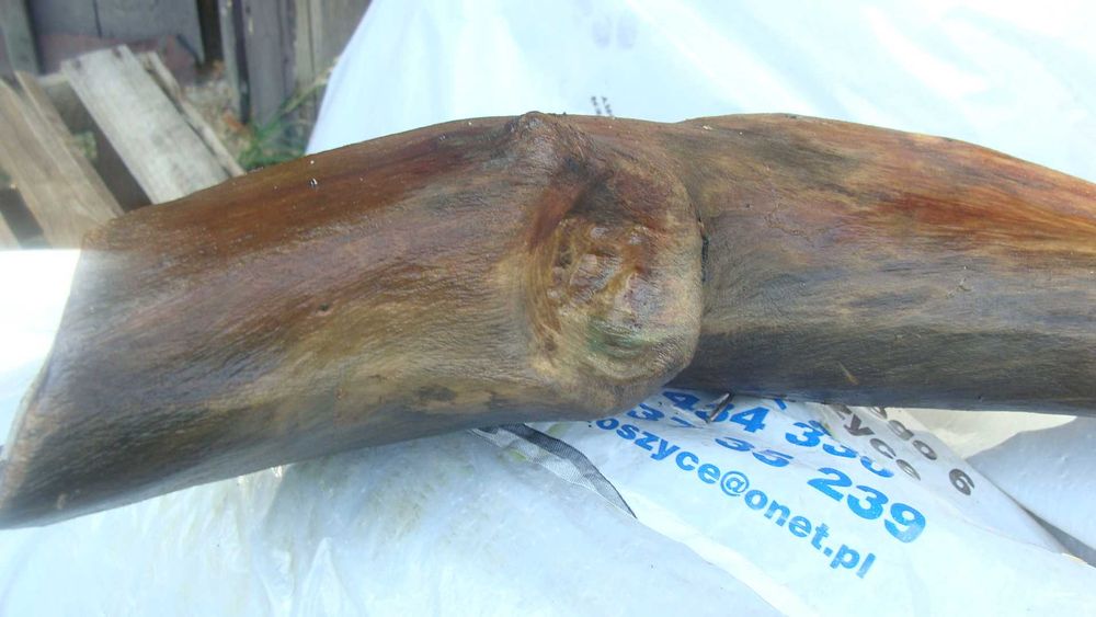 Sprzedam korzeń do akwarium