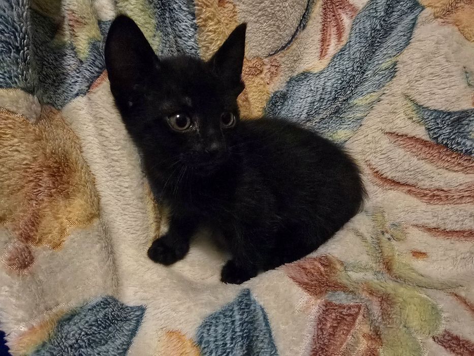Отдам котят в хорошие руки