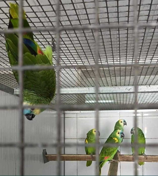 Casais de Aestivas Xantoperix adultos