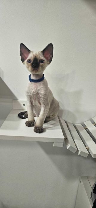 Tulaśny kocurek X-Man Demix*PL Devon Rex point niebieskie oczy zarezerwowany