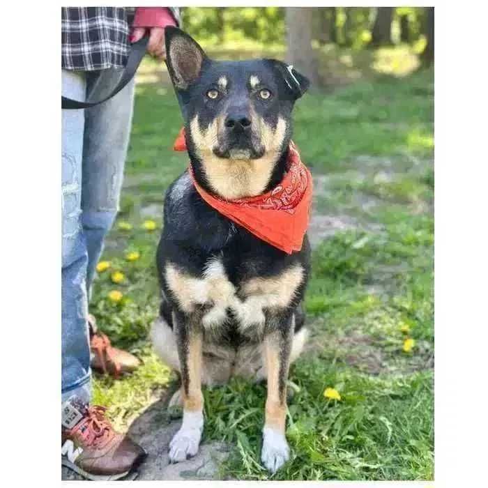 Активная собака ищет дом