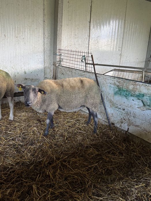Ovelha e Carneiro raça  Blue du Maine