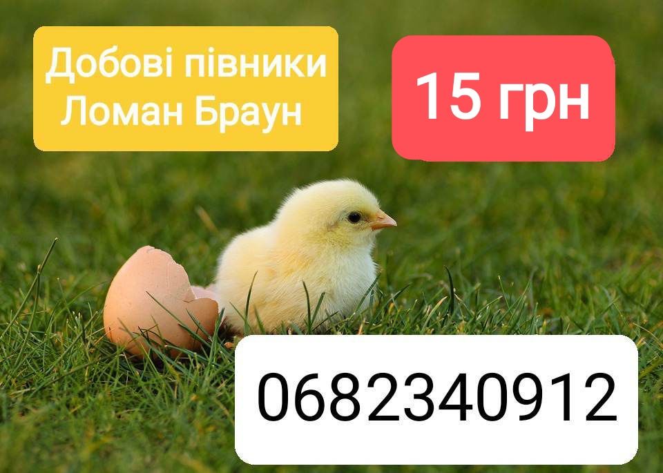 Добові півники Ломан Браун роздріб 12 грн опт 5 грн
