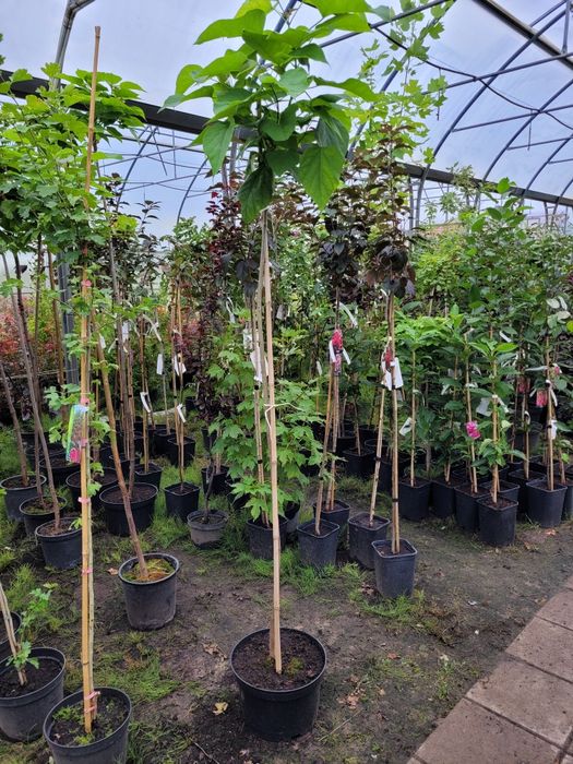 Catalpa bignoniowa nana surmia 150-220 cm katalpa wolsztyn poznan