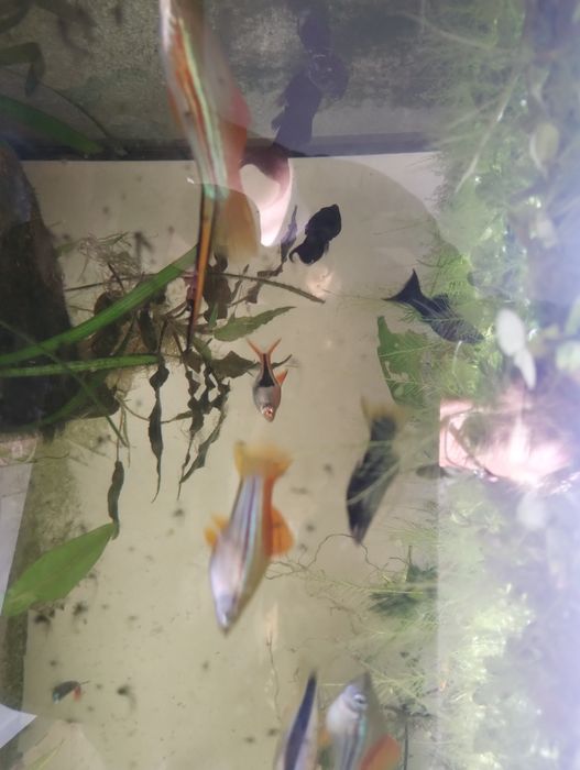 Mieczyk zielony, czarny,  molinezje