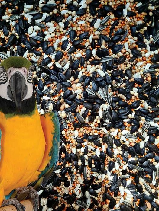 Papuga Średnia 20kg BOGATY SKŁAD Karma dla papug