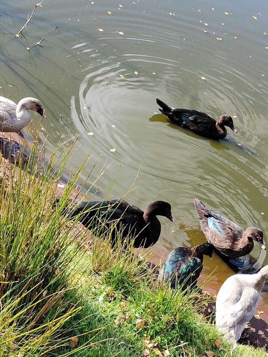 kaczory piżmowe jednolite