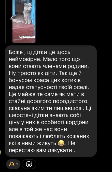Шотландские котята от заводчика !