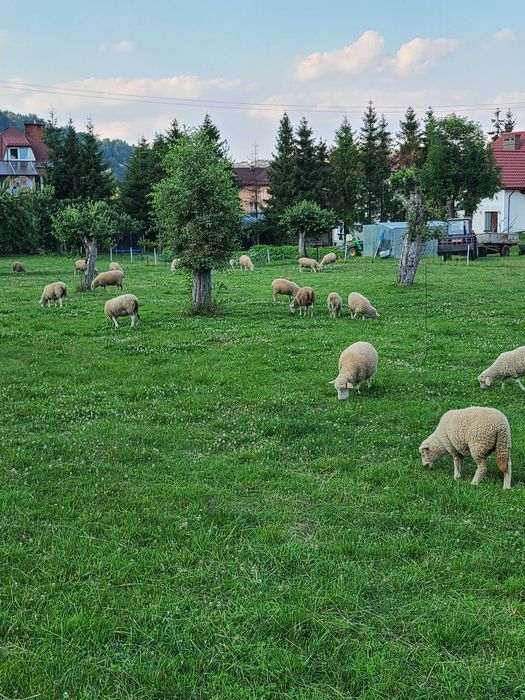 Owce Pogórza Jagnięta  (rasa mięsna)