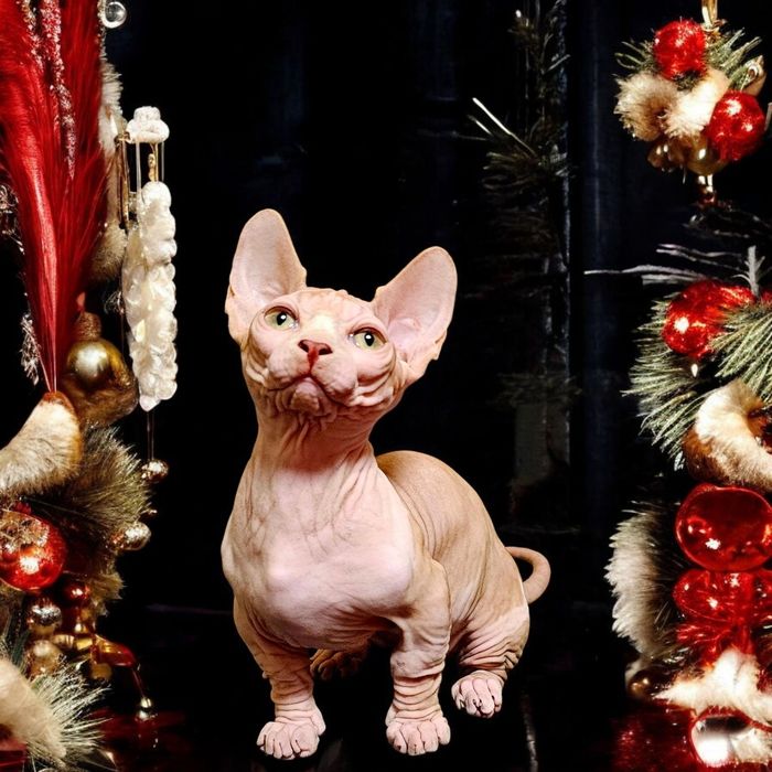 Експериментальні породи кошенят