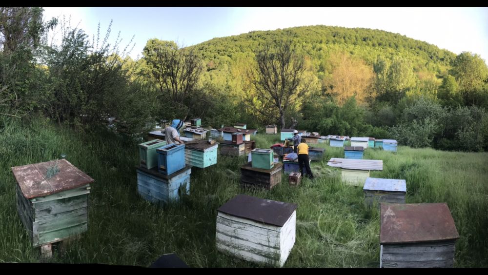 Бджолопакети карпатка