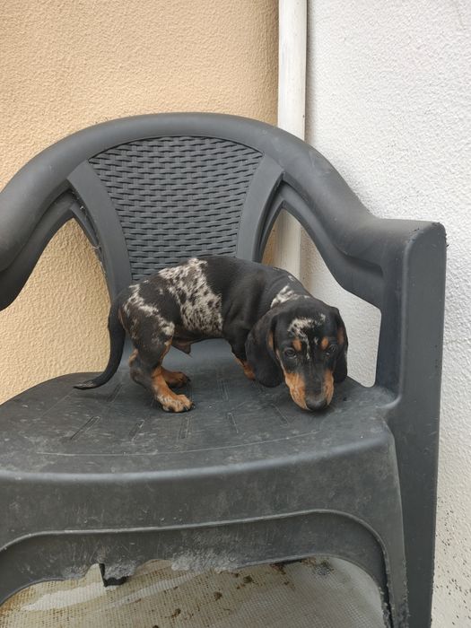 Teckel pêlo liso macho arlequim puro