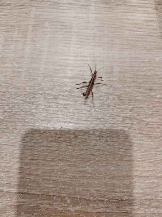 Straszyk filipiński- młode osobniki