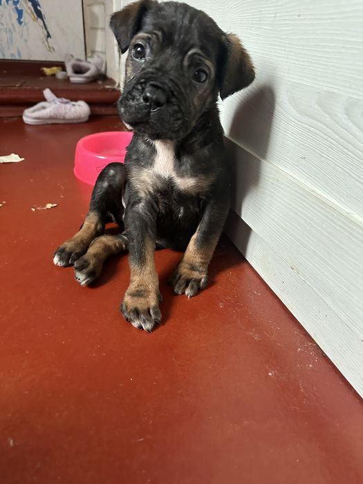 Цуценята Кане Корсо Одеса