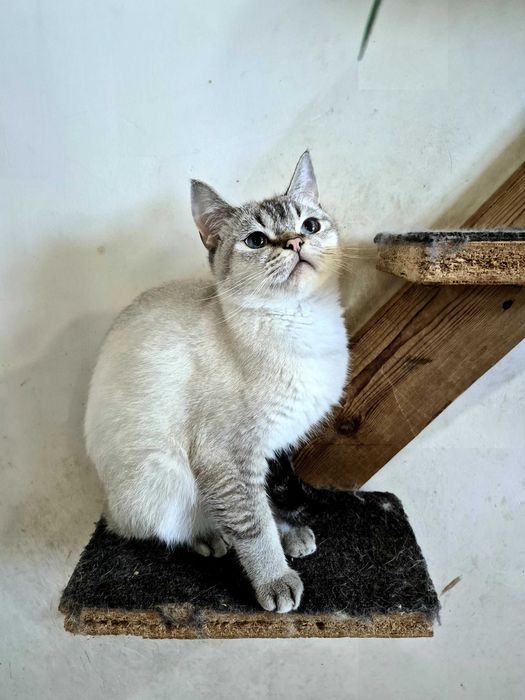 Шотландський красунчик