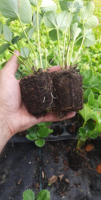 Tuja szmaragd sadzonki  +-30cm