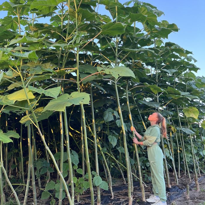 Насіння Павловнії Pao Tong-07 уп 200шт, Семена Павловнии із Безкош.дос