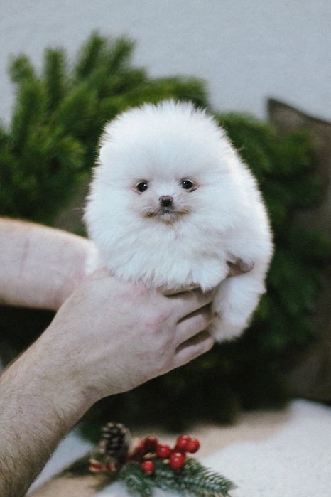 Померанский Шпиц мальчик