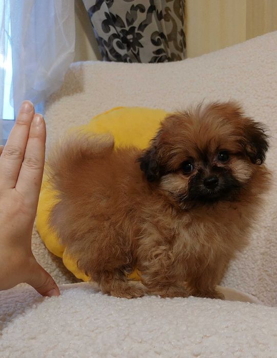 Помапу міні Хлопчики