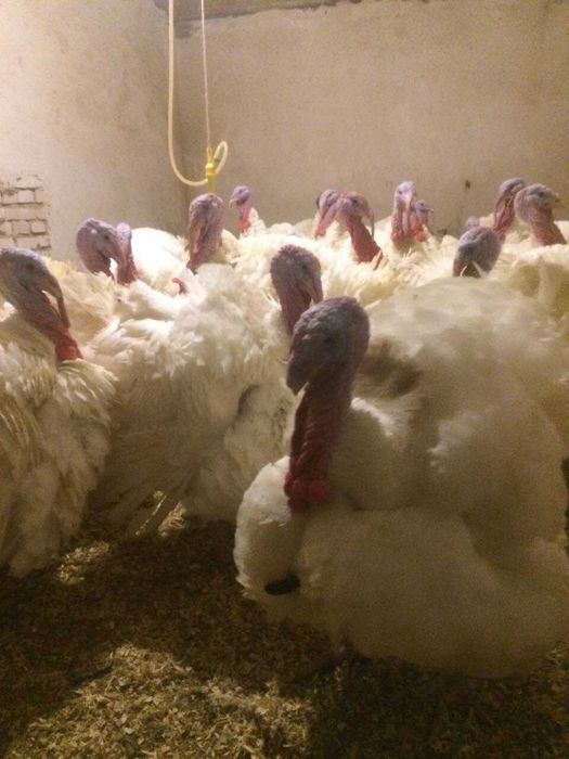 Індичата  добові