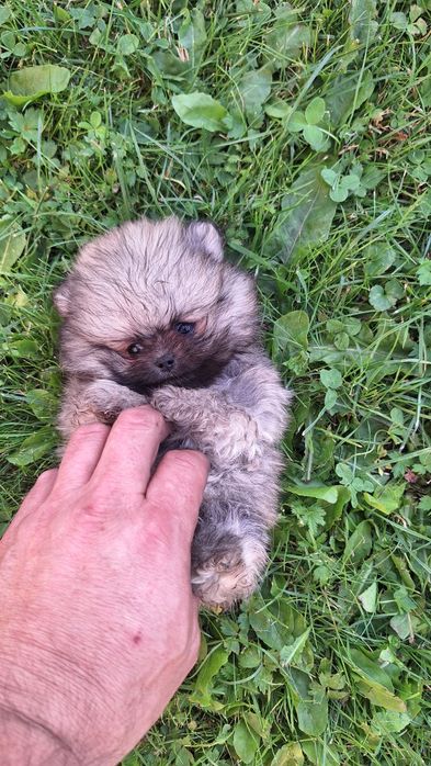 Szpic miniaturowy Pomeranian